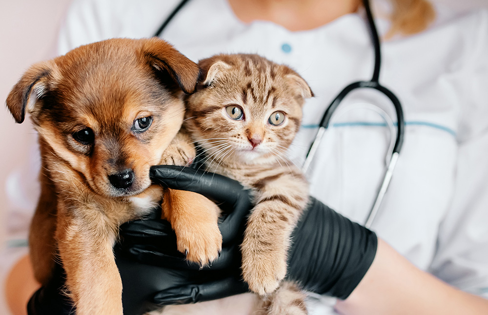 Hund und Katzenbaby