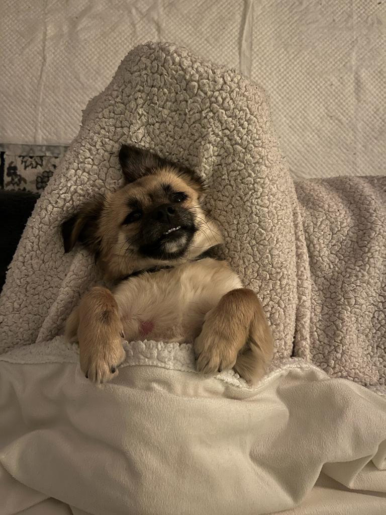 Hund in Kuscheldecke