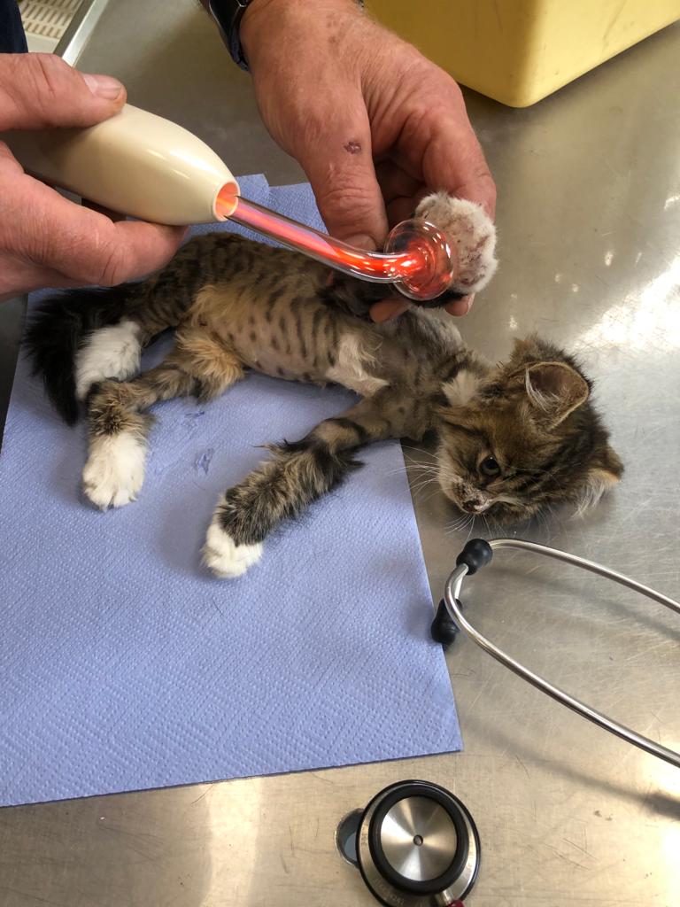 Katzenbaby Kitten Behandlung Tierarzt