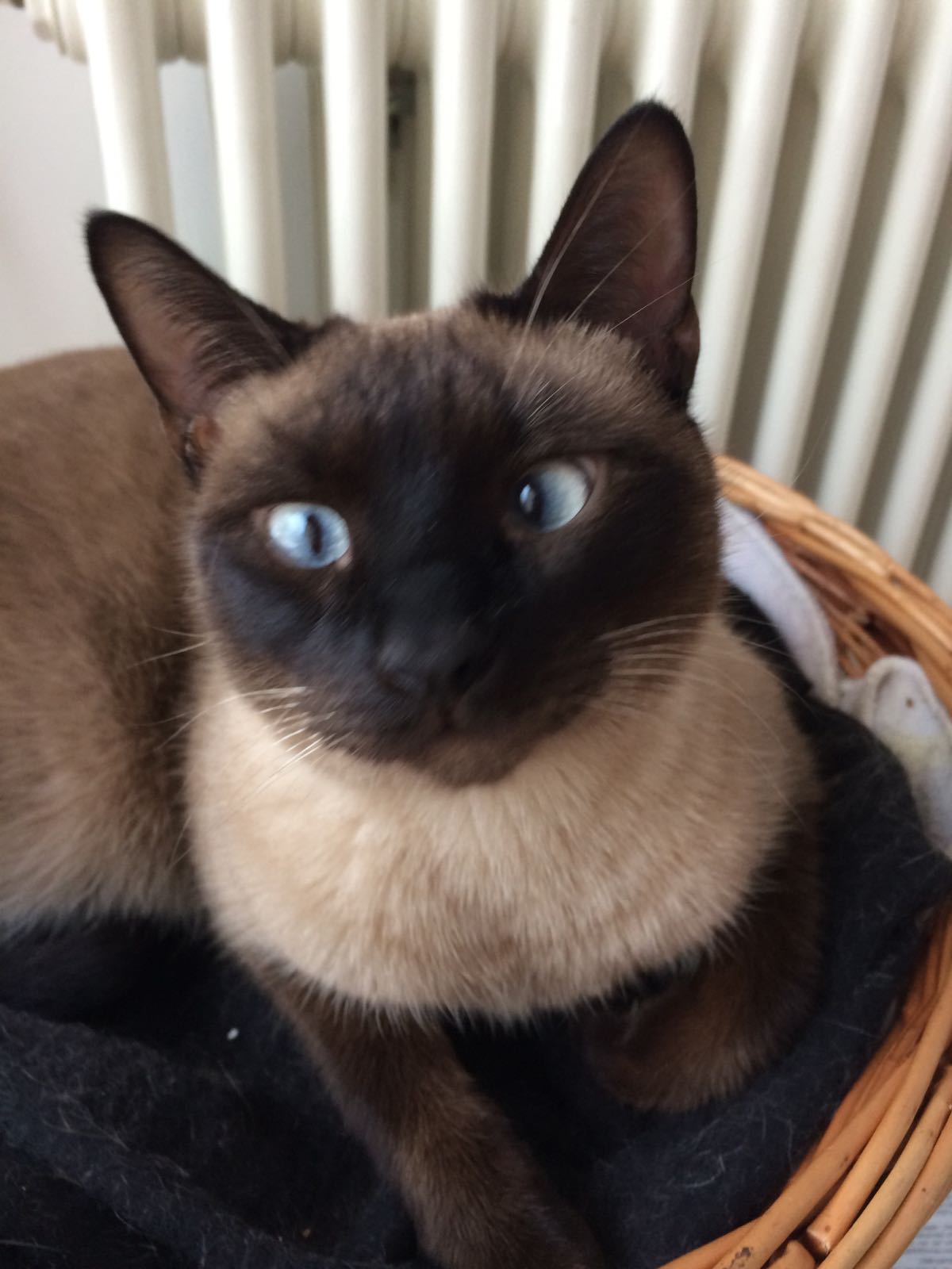Siamkatze schielende Augen