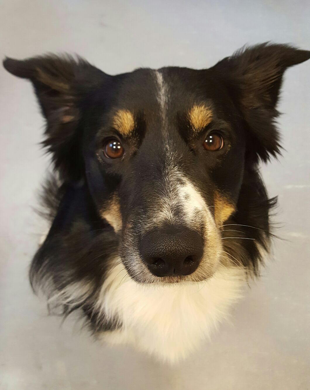 Hundeblick gesicht