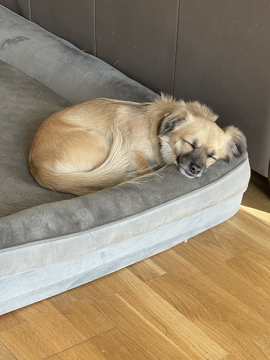 Hund Hundekissen