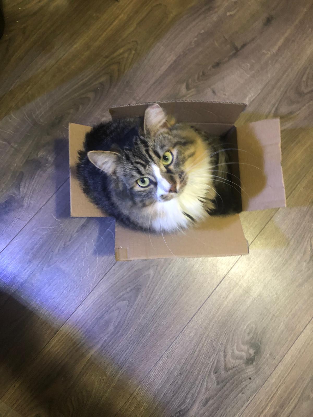 Katze Karton