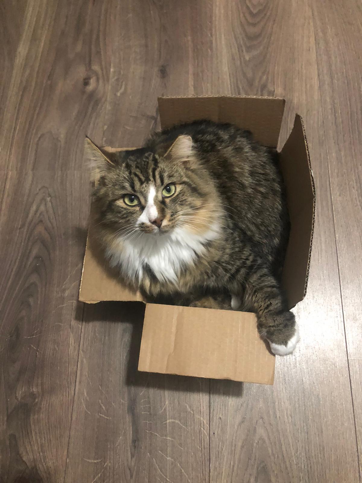 Katze Karton
