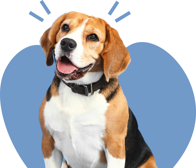 Beagle Hund