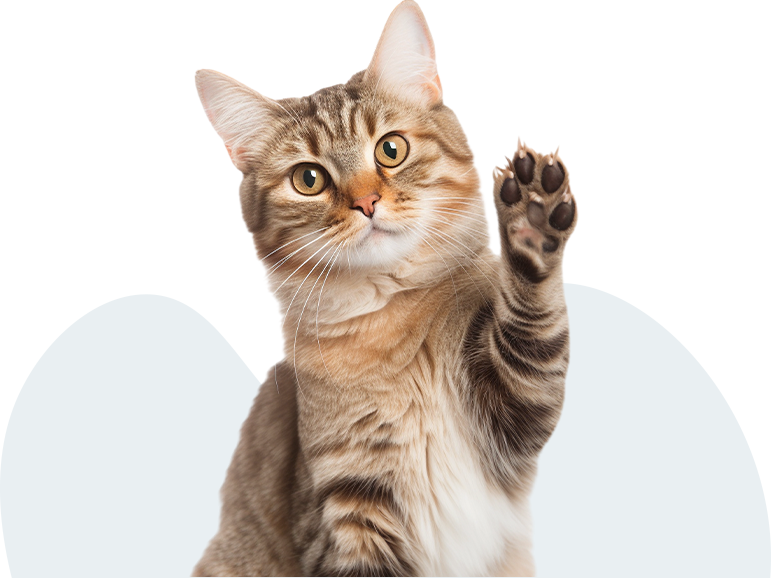 Katze